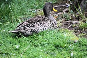 A close up of a Yellow Billed Duck photo