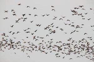 A view of some Geese in Flight over Martin Mere Nature Reserve photo