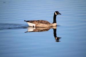 A close up of a Canad Goose on the water photo