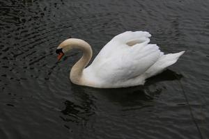 A close up of a Mute Swan at Burton Mere Wetlands Nature Reserve photo