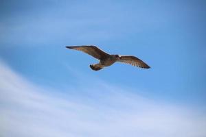A close up of a Herring Gull at Blackpool photo