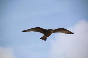 un primer plano de una gaviota argéntea en blackpool foto