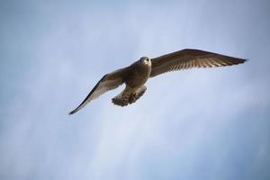 A close up of a Herring Gull at Blackpool photo