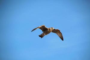 un primer plano de una gaviota argéntea en blackpool foto