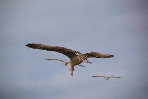 A close up of a Herring Gull at Blackpool photo