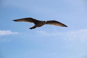 un primer plano de una gaviota argéntea en blackpool foto