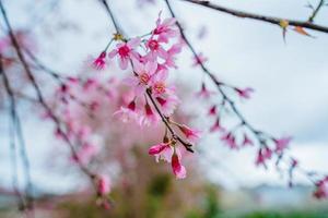 Colorful blossoms bloom in small village before Tet Festival, Vietnam Lunar Year. Peach flower, the symbol of Vietnamese lunar new year photo