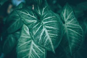 diseño creativo de hojas verdes tropicales de plátano, palma, monstera y feno. concepto de primavera natural. endecha plana fondo y tono oscuro foto