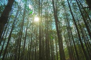 Bottom view of tall old trees in evergreen primeval forest of Da Lat. View of the tops of the pine trees in winter forest from the ground. Bottom View Wide Angle Background. photo