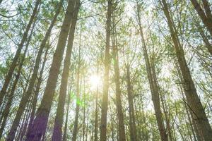 Bottom view of tall old trees in evergreen primeval forest of Da Lat. View of the tops of the pine trees in winter forest from the ground. Bottom View Wide Angle Background. photo