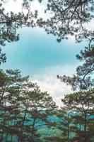 Healthy green trees in a pine forest of old spruce, fir and pine trees in wilderness of a national park. Sustainable industry, ecosystem and healthy environment concepts and background. photo