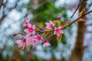 Colorful blossoms bloom in small village before Tet Festival, Vietnam Lunar Year. Peach flower, the symbol of Vietnamese lunar new year photo