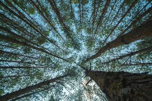 Bottom view of tall old trees in evergreen primeval forest of Da Lat. View of the tops of the pine trees in winter forest from the ground. Bottom View Wide Angle Background. photo