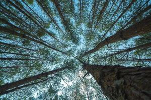Bottom view of tall old trees in evergreen primeval forest of Da Lat. View of the tops of the pine trees in winter forest from the ground. Bottom View Wide Angle Background. photo
