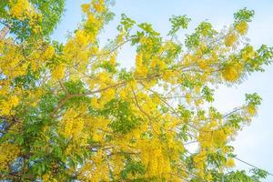 Beautiful of cassia tree, golden shower tree. Yellow Cassia fistula flowers on a tree in spring. Cassia fistula, known as the golden rain tree, national flower of Thailand photo