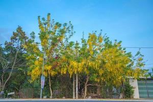 Beautiful of cassia tree, golden shower tree. Yellow Cassia fistula flowers on a tree in spring. Cassia fistula, known as the golden rain tree, national flower of Thailand photo