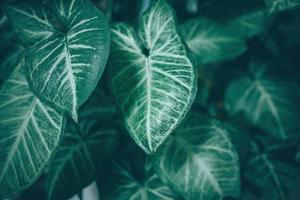 Creative tropical green leaves banana,palm, monstera and fean layout. Nature spring concept. Flat lay. background and dark tone photo