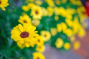 Close up on yellow daisy field under the morning sunlight. Beautiful golden flower on green grass . Freshness concept. photo