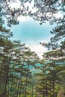 Healthy green trees in a pine forest of old spruce, fir and pine trees in wilderness of a national park. Sustainable industry, ecosystem and healthy environment concepts and background. photo