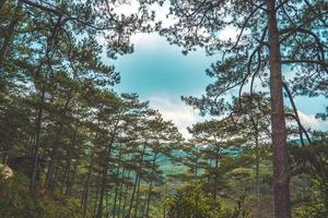 Healthy green trees in a pine forest of old spruce, fir and pine trees in wilderness of a national park. Sustainable industry, ecosystem and healthy environment concepts and background. photo