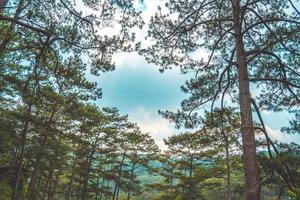 árboles verdes sanos en un bosque de pinos de viejos abetos, abetos y pinos en el desierto de un parque nacional. conceptos y antecedentes de la industria sostenible, el ecosistema y el medio ambiente saludable. foto