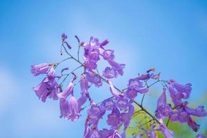 Violet colored leaves of the Jacaranda Mimosifolia, a sub-tropical tree native to Da Lat. Bignoniaceae adorn the summer landscape with ethereal beauty. photo