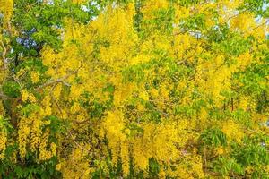 Beautiful of cassia tree, golden shower tree. Yellow Cassia fistula flowers on a tree in spring. Cassia fistula, known as the golden rain tree, national flower of Thailand photo