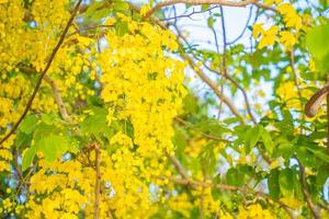 Beautiful of cassia tree, golden shower tree. Yellow Cassia fistula flowers on a tree in spring. Cassia fistula, known as the golden rain tree, national flower of Thailand photo