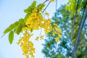 Beautiful of cassia tree, golden shower tree. Yellow Cassia fistula flowers on a tree in spring. Cassia fistula, known as the golden rain tree, national flower of Thailand photo