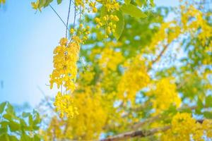 Beautiful of cassia tree, golden shower tree. Yellow Cassia fistula flowers on a tree in spring. Cassia fistula, known as the golden rain tree, national flower of Thailand photo