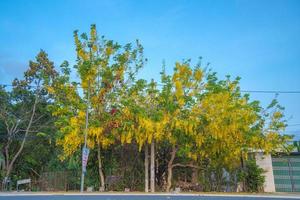 Beautiful of cassia tree, golden shower tree. Yellow Cassia fistula flowers on a tree in spring. Cassia fistula, known as the golden rain tree, national flower of Thailand photo