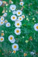 de cerca en el campo de margaritas blancas bajo la luz del sol de la mañana. hermosa flor de margarita blanca sobre hierba verde. concepto de frescura. florecimiento de margaritas. margarita de ojo de buey, leucanthemum vulgare foto