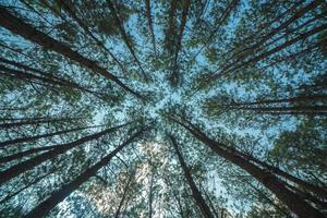 Bottom view of tall old trees in evergreen primeval forest of Da Lat. View of the tops of the pine trees in winter forest from the ground. Bottom View Wide Angle Background. photo