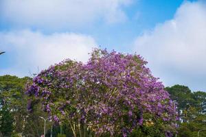 Violet colored leaves of the Jacaranda Mimosifolia, a sub-tropical tree native to Da Lat. Bignoniaceae adorn the summer landscape with ethereal beauty. photo