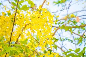 Beautiful of cassia tree, golden shower tree. Yellow Cassia fistula flowers on a tree in spring. Cassia fistula, known as the golden rain tree, national flower of Thailand photo