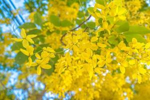 Beautiful of cassia tree, golden shower tree. Yellow Cassia fistula flowers on a tree in spring. Cassia fistula, known as the golden rain tree, national flower of Thailand photo