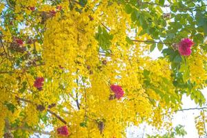 Beautiful of cassia tree, golden shower tree. Yellow Cassia fistula flowers on a tree in spring. Cassia fistula, known as the golden rain tree, national flower of Thailand photo