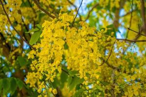 Beautiful of cassia tree, golden shower tree. Yellow Cassia fistula flowers on a tree in spring. Cassia fistula, known as the golden rain tree, national flower of Thailand photo