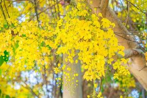 Beautiful of cassia tree, golden shower tree. Yellow Cassia fistula flowers on a tree in spring. Cassia fistula, known as the golden rain tree, national flower of Thailand photo