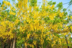 Beautiful of cassia tree, golden shower tree. Yellow Cassia fistula flowers on a tree in spring. Cassia fistula, known as the golden rain tree, national flower of Thailand photo