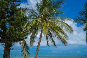 Summer background with coconut trees and sunset warm tone. Beautiful coconut palm tree in sunny day background. Travel tropical summer beach holiday photo