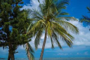 fondo de verano con cocoteros y tono cálido al atardecer. hermosa palmera de coco en el fondo del día soleado. viajes tropicales verano playa vacaciones foto