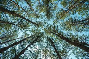 Bottom view of tall old trees in evergreen primeval forest of Da Lat. View of the tops of the pine trees in winter forest from the ground. Bottom View Wide Angle Background. photo