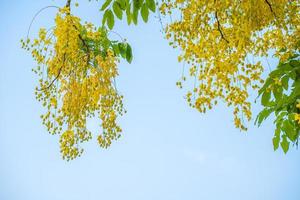 Beautiful of cassia tree, golden shower tree. Yellow Cassia fistula flowers on a tree in spring. Cassia fistula, known as the golden rain tree, national flower of Thailand photo