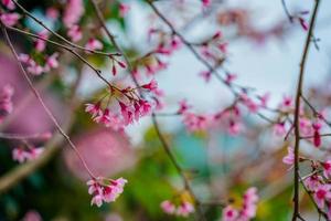 Colorful blossoms bloom in small village before Tet Festival, Vietnam Lunar Year. Peach flower, the symbol of Vietnamese lunar new year photo