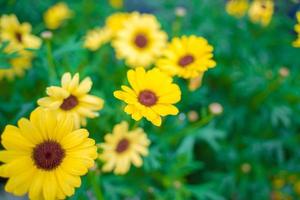 Close up on yellow daisy field under the morning sunlight. Beautiful golden flower on green grass . Freshness concept. photo