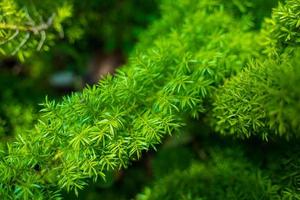 Foxtail fern, Asparagus densiflorus, herbaceous perennial plant , Foxtail fern leaves selective focus with blurred background. photo