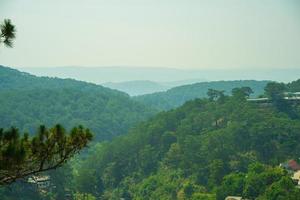 Beautiful landscape of pine jungle in morning, group of pine tree rise in fresh air, green view in forest, grass cover trees trunk, nice landscape for Dalat travel in Vietnam photo