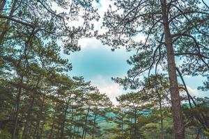 Healthy green trees in a pine forest of old spruce, fir and pine trees in wilderness of a national park. Sustainable industry, ecosystem and healthy environment concepts and background. photo