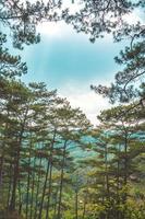 Healthy green trees in a pine forest of old spruce, fir and pine trees in wilderness of a national park. Sustainable industry, ecosystem and healthy environment concepts and background. photo